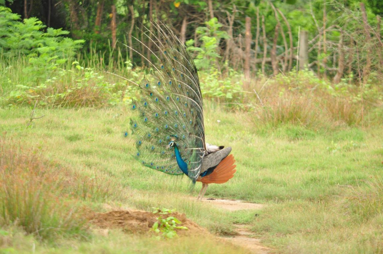Ranakeliya Lodge - Yala Esterno foto